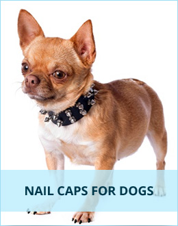 Soft Glow Nail Caps for Dogs