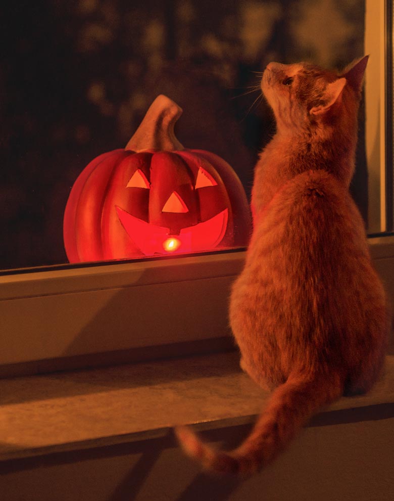 Halloween is a human holiday, not a cat one. Keep your cat safe and cozy this Halloween.
