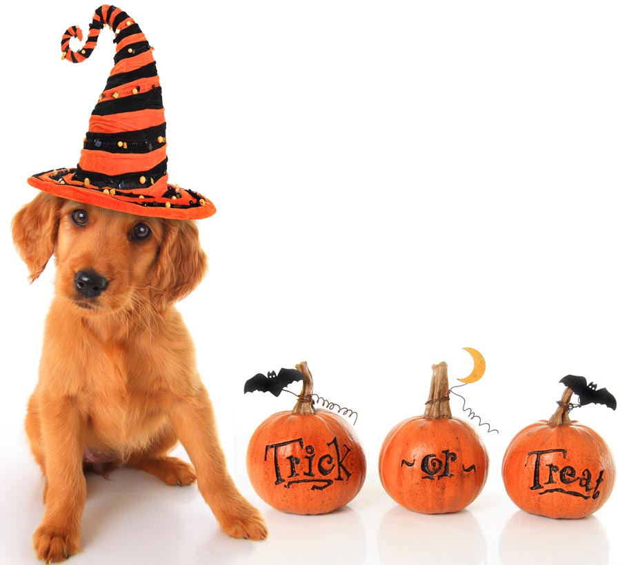 Keep your dog safe at Halloween. Halloween can be more dangerous for dogs than other times.
