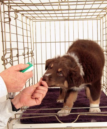 Clicker training is highly effective for dog training. Clicker training is positive reinforcement that helps train dogs.