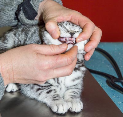 Learn how to keep your cat's teeth healthy. Teach your cat that it's okay to have her teeth brushed.