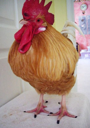 Chickens can be fitted with Soft Paws®. Chickens can wear Soft Paws® to help decrease scratching damage.