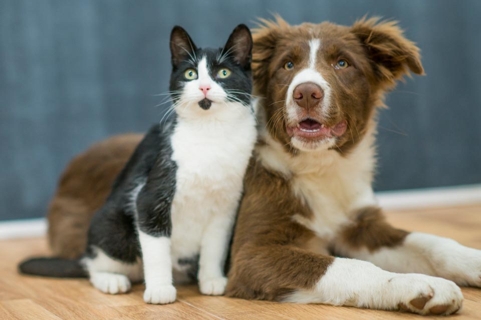 Common Household Poisonings In Pets SoftPaws.com - 960x640 - jpeg Common Household Pets