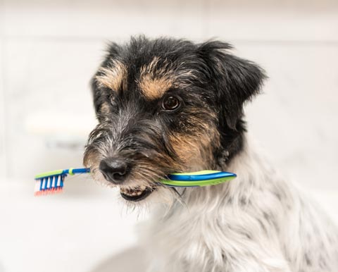 Dogs and cats need good dental care. Home dental care is crucial for good pet health.