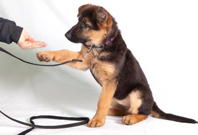 Learn some tips for training your dog well. Get the most out of your dog training sessions.