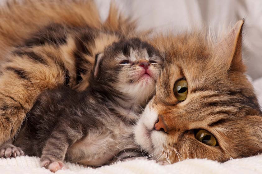 Feliway can decrease unwanted cat behaviors that are due to stress. Learn how Feliway works to decrease cats’ stress.