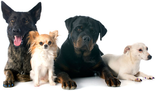 size guidelines for dogs dogs by size