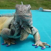 Some exotic pets can wear Soft Paws®. Iguanas can be fitted with Soft Paws®.