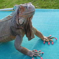 Iguanas can wear Soft Paws® to decrease scratching risks. Iguanas with Soft Paws® are less likely to scratch people or belongings.