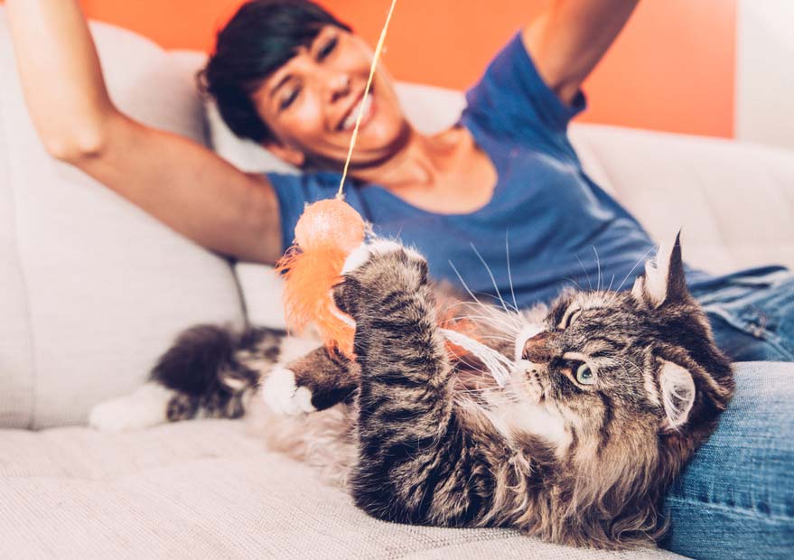 Learn the steps for playing interactively with your cat. Interactive play keeps cats healthy and happy.