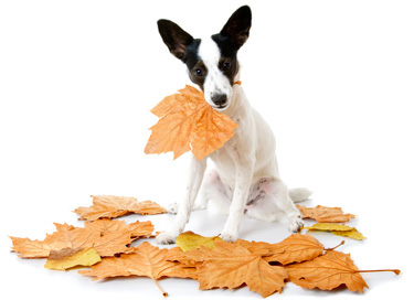 Check out our puppy dog August/September combos Puppy Dog August/September Combos