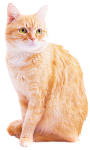 Check out our kitty cat May/June exclusive color combos Kitty Cat May/June Combos