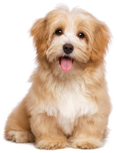 Check out our puppy dog May/June combos Puppy Dog May/June Combos