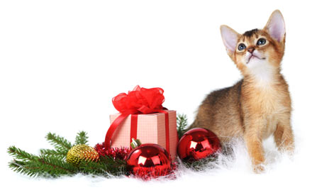 Kitty Cat November/December Combos