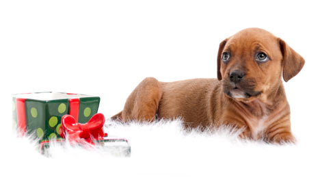 Check out our puppy dog November/December combos Puppy Dog November/December Combos