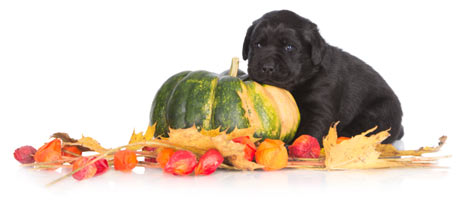 Check out our puppy dog October/November combos Puppy Dog October/November Combos