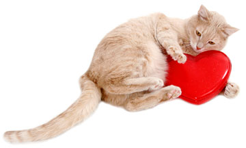 Kitty Cat Valentine Combos