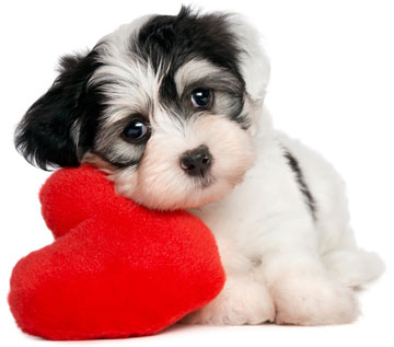 Puppy Dog Valentine Combos