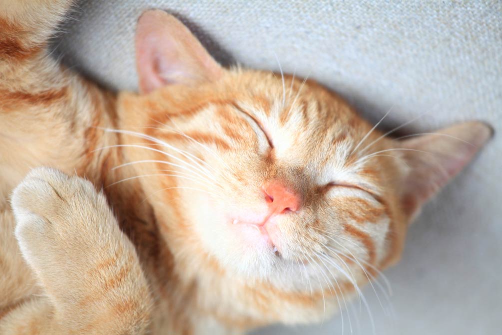 Declawing information for landlords. Cat scratching facts for landlords.