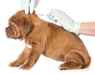 You must keep your microchip information up-to-date. A microchip can help a lost pet get home.