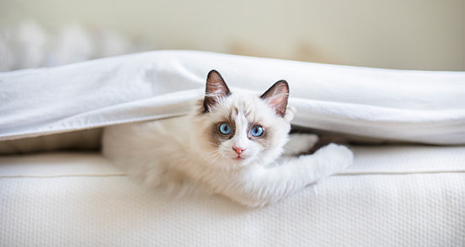 Rejuvenate Your Old Cat Toys