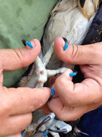 This osprey needed Soft Paws to protect his feet from curling claws. Wildlife rehabbers can sometimes use Soft Paws in their work.