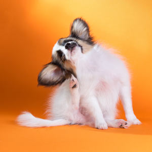 Scratching can cause infection of the skin. Vinyl nail caps can help dogs with certain medical problems.