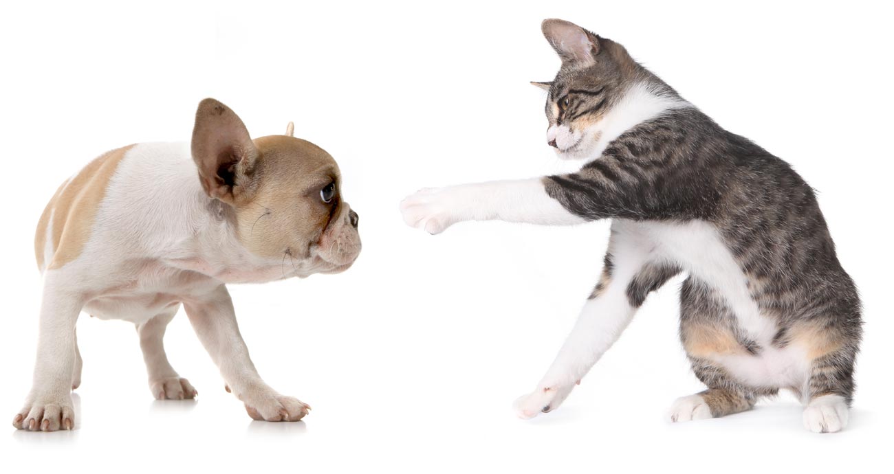 Avoid unpleasant claw damage with Soft Paws. Soft Paws can ease the transition of a new pet into the household.