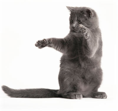 You will be able to relax and enjoy your cat more with Soft Paws. Soft Paws on your cat’s claws can help the bond with your cat.