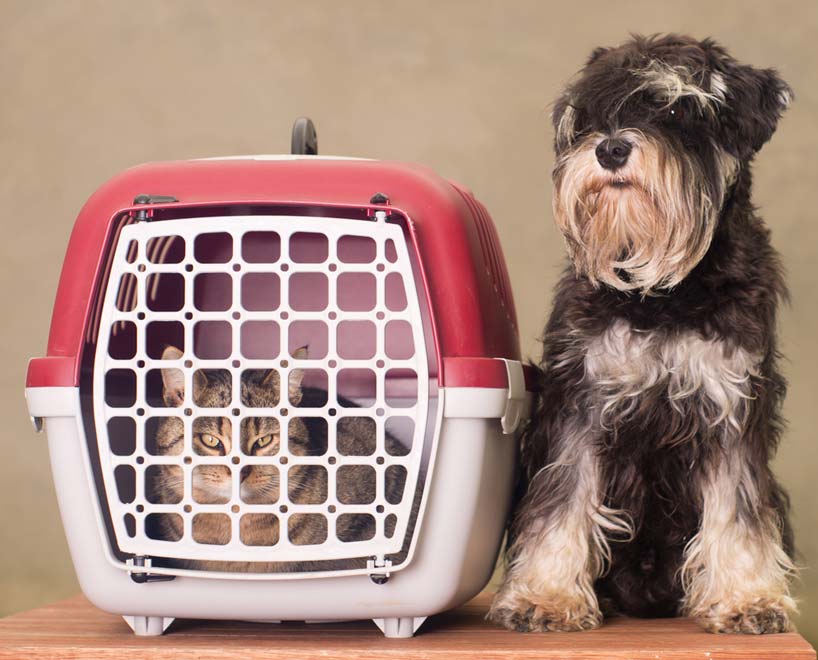 Soft Paws® can protect hotels and rentals scratching damage. Soft Paws® can make traveling with your pets easier.