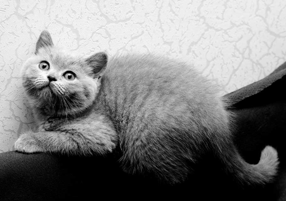 Stress is common in multi-cat households. Stress can cause negative behaviors in cats.