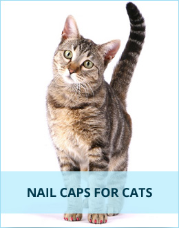 Nail Caps for Cats