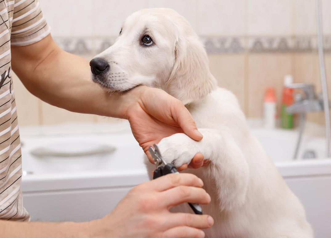 Praise your dog for sitting for a nail trim. Trimming a dog’s nails takes calmness and positivity.