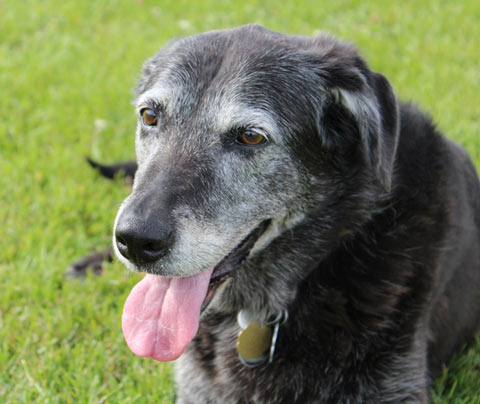 Soft Paws can help dogs with arthritis and other issues. Soft Paws can help older dogs do better.